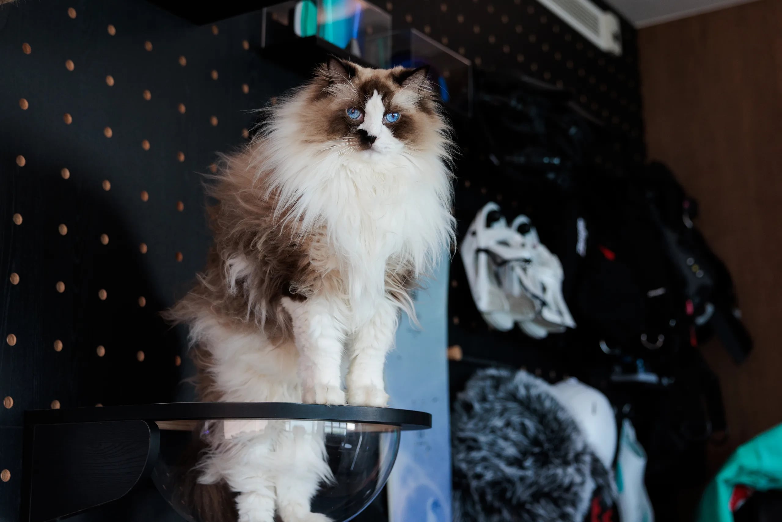 Cat at a feature wall 
