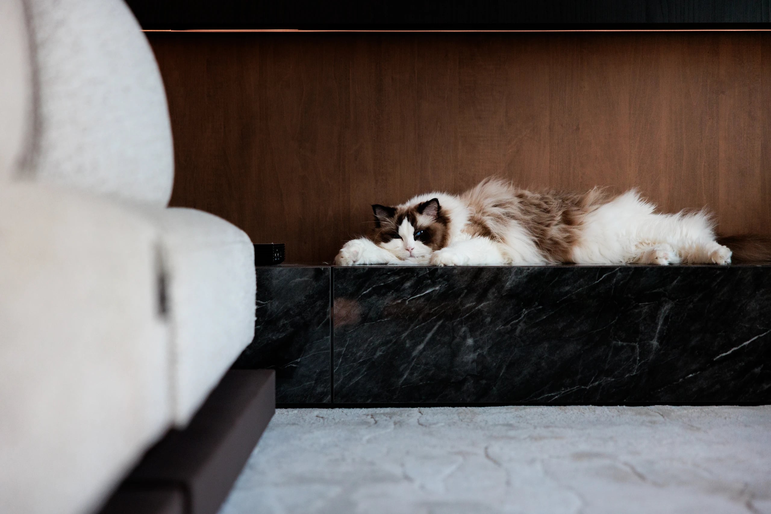 Cat on tv console
